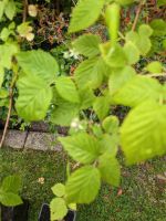 Himbeeren Pflanzen zu verkaufen Niedersachsen - Osnabrück Vorschau