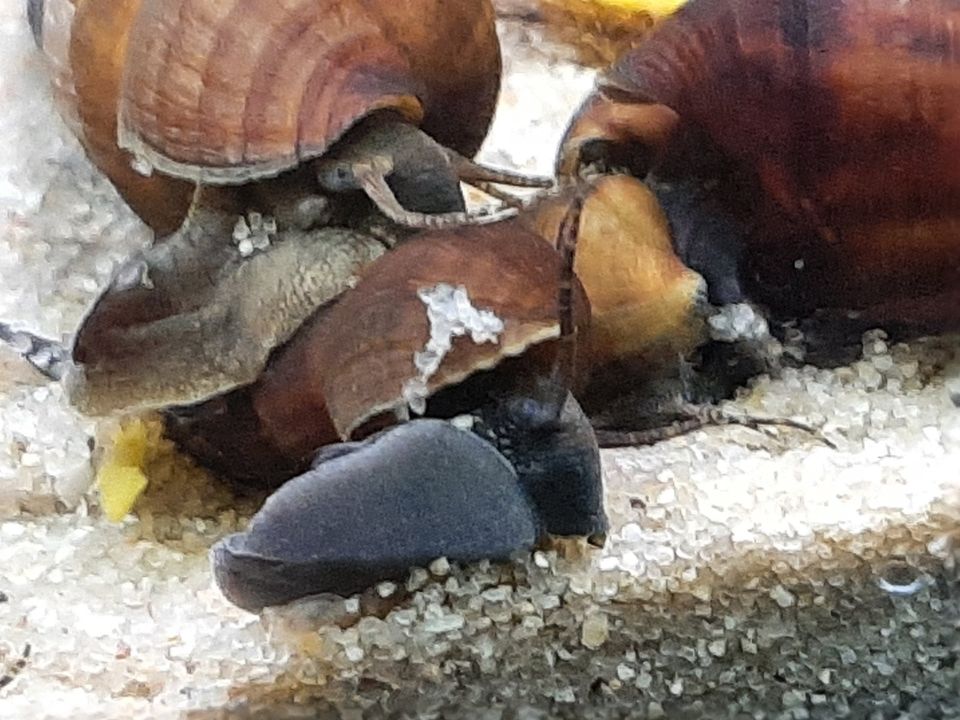 Tylomelania Perfecta lebend gebärend Wasserschnecke Donnerkeil in Jüchen