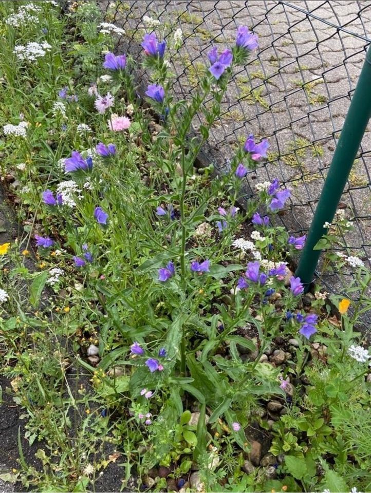 30 Samen Gewöhnlicher Natternkopf, Schmetterlinge Bienen Garten in Baldham