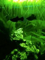 Blackmolly Zierfische Koi Guppys Aquarium Schwimmpflanzen Leipzig - Lindenthal Vorschau