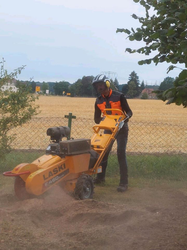 Wurzelfräsen - Stubbenfräsen- Baumstumpfentfernung - in Wittgensdorf