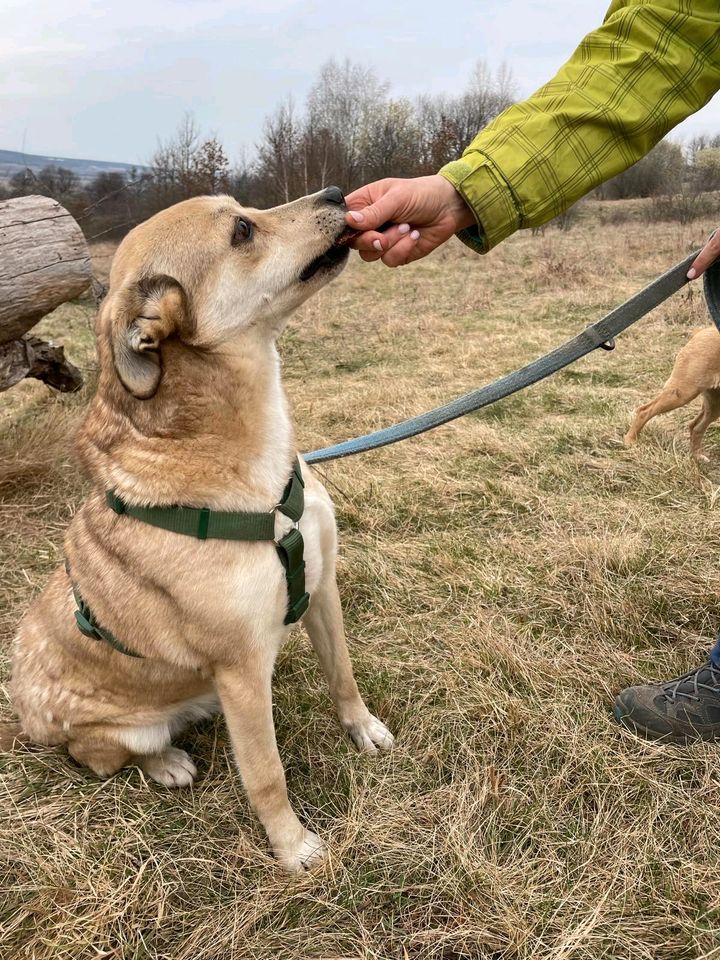 Familienhund Axel, ca. 6-7 Jahre, 55cm in Regenstauf