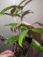 Dracaena surculosa Drachenbaum Palme Zimmerpflanze Sukkulente Hessen - Kassel Vorschau