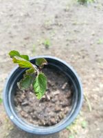 Japanischer Losbaum Clerodendrum trichotomum Baden-Württemberg - Eppelheim Vorschau