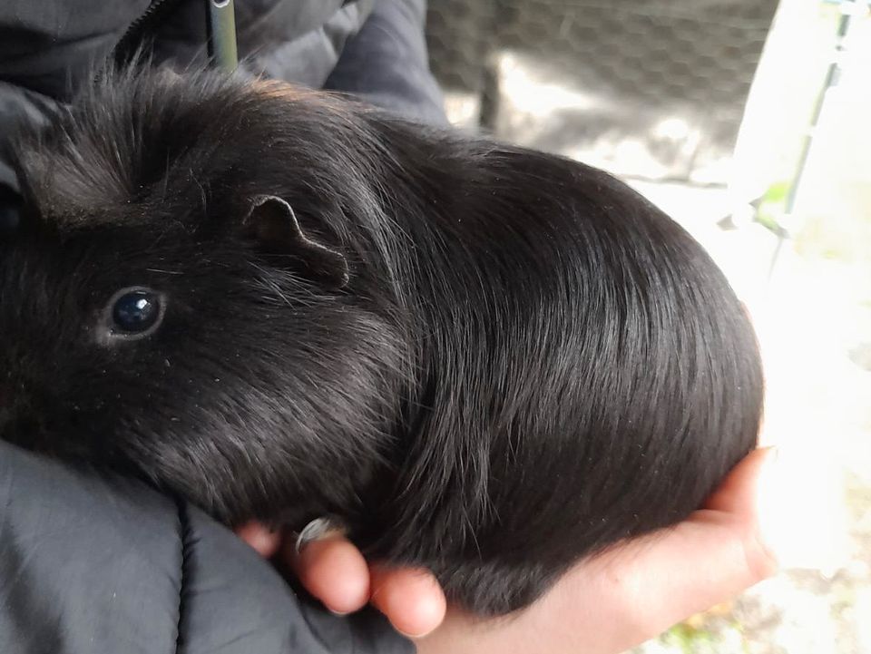 Meerschweinchen Jungs und Mädchen in Derenburg