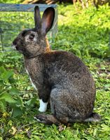 Hasenkaninchen-Mix  Rammler zu verkaufen Baden-Württemberg - Wellendingen Vorschau