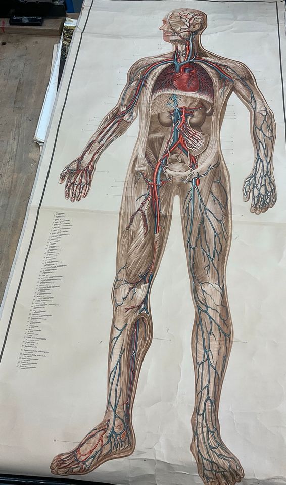 Biologie-Wandkarten „der menschliche Körper“ in Neumarkt i.d.OPf.