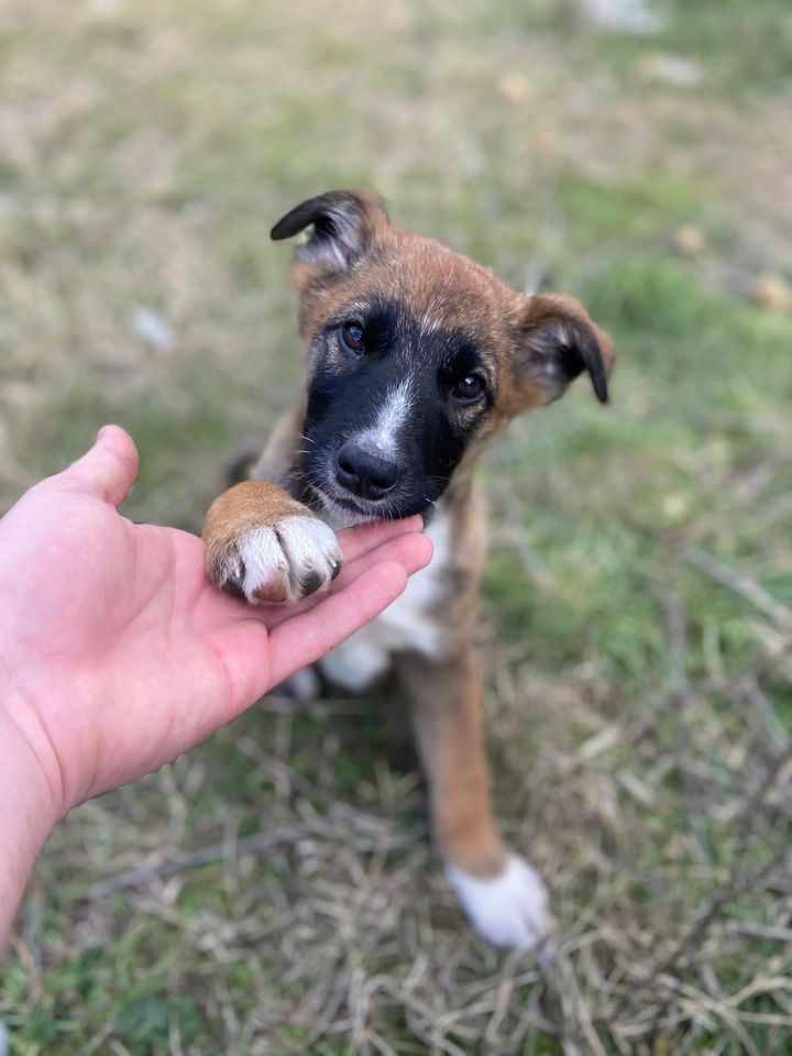 Dolores - Junghund sucht liebevolles Zuhause in Speyer