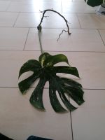 Monstera Thai Constellation Stecklinge Niedersachsen - Barßel Vorschau