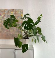 Großer Monstera samt Topf Schleswig-Holstein - Lübeck Vorschau