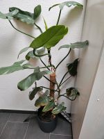 ☆☆ Philodendron hastum  Pflanze ☆☆ Baden-Württemberg - Denzlingen Vorschau
