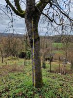 Kirschbaum Baumstamm Baum Baden-Württemberg - Vaihingen an der Enz Vorschau