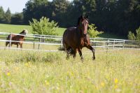 Wiese Feld Pferdeweide Koppel Bayern - Freilassing Vorschau