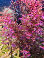 Rotala ramosior "florida" (je Bund) Hannover - Vahrenwald-List Vorschau