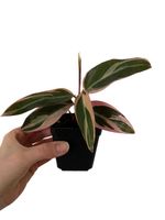 Calathea triostar Baden-Württemberg - Emmendingen Vorschau