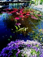 Seerosen & Wasserlilien für unseren Garten gesucht Leipzig - Plaußig-Portitz Vorschau