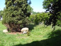 Weide für Schafe oder Ziegen 2500m² Nordrhein-Westfalen - Jülich Vorschau