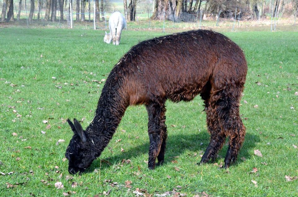 dunkelbraune Suri Alpaka Lady, knapp 2 jährige Alpakastute in Golßen