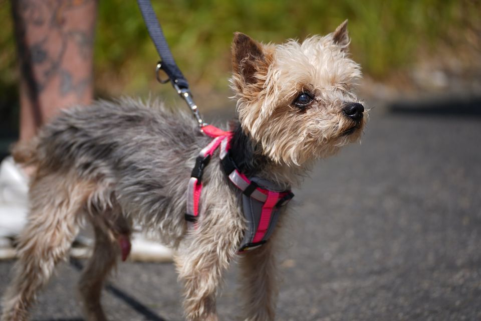 Yorkie-Opa "Bobi" sucht liebevolles Zuhause in Duisburg