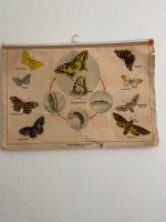 Lehrtafel,Plakat,Offsetdruck,Grafik,Lebenslauf des Schmetterlings Sachsen - Annaberg-Buchholz Vorschau
