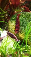 ⭐Red Fire Garnele, Neocaridina davidi, Garnele / 1€*⭐ Rheinland-Pfalz - Minfeld Vorschau