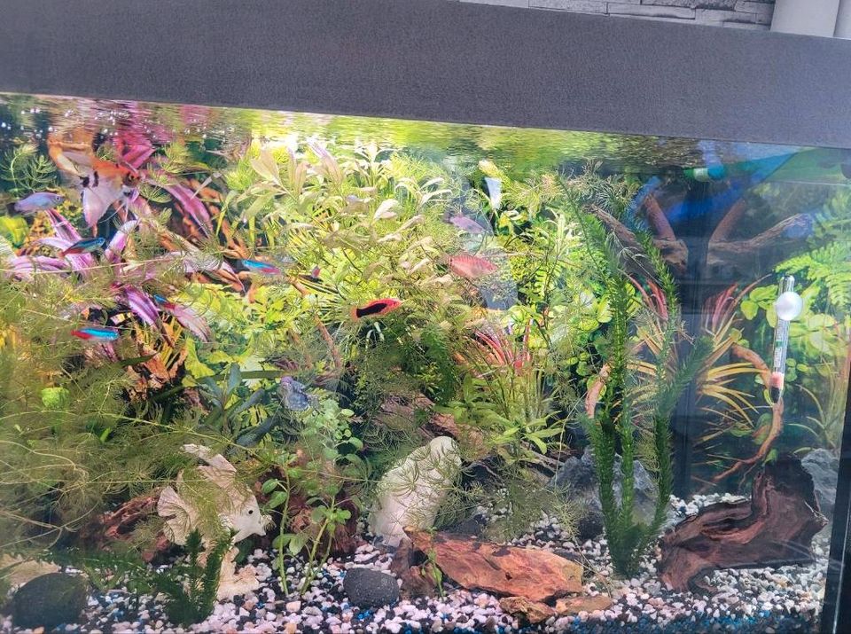 240 L Aquarium mit Unterschrank in Halle