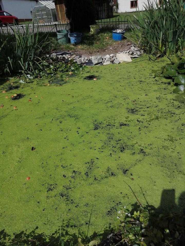 Teichpflanzen, Wasserpflanzen, Seerose, Schwertlilie, Krebsschere in Wald