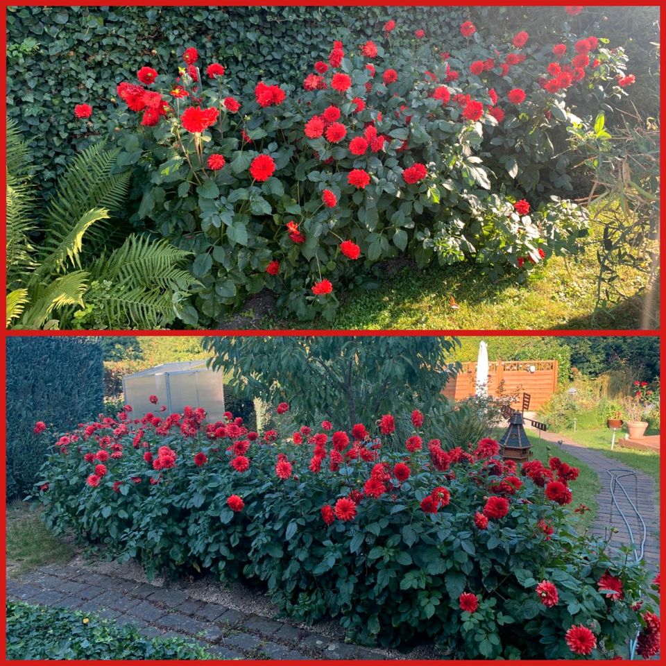 Dahlien Knollen Rote Blüte in Ratingen