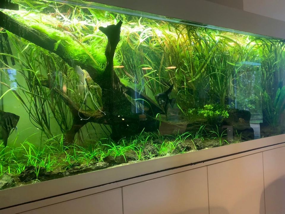 Aquarium der Firma Friedberg mit kompletter Technik 160x60x60/142 in Leienkaul