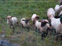 Schaflämmer zuverkaufen Sachsen - Lößnitz Vorschau