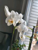 Tausche lebende Orchidee gegen Trockenblumen Nordrhein-Westfalen - Leverkusen Vorschau