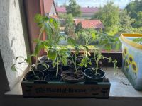 Tomatenpflanzen seltene Sorten Bayern - Ettringen Vorschau