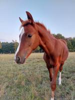 Deutsches Reitpony Hengst Fuchs Fohlen Der kleine Leonardo Sachsen - Syrau Vorschau