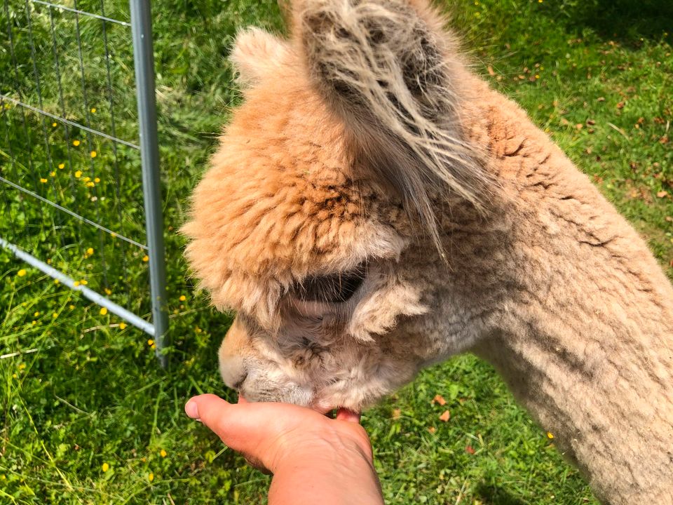 Alpakas hautnah erleben in Wolnzach