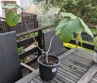 Feigen Baum mit gelben Früchten Baden-Württemberg - Neulußheim Vorschau