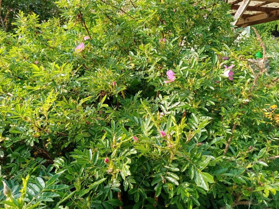 Rose für den naturnahen Garten ungefüllt Insektenmagnet in Winnweiler