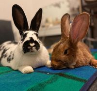 Deutsche Riesen Kaninchen Hasen Weibchen zippe Schleswig-Holstein - Harrislee Vorschau