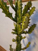 bunte   Euphorbia Nordrhein-Westfalen - Oerlinghausen Vorschau