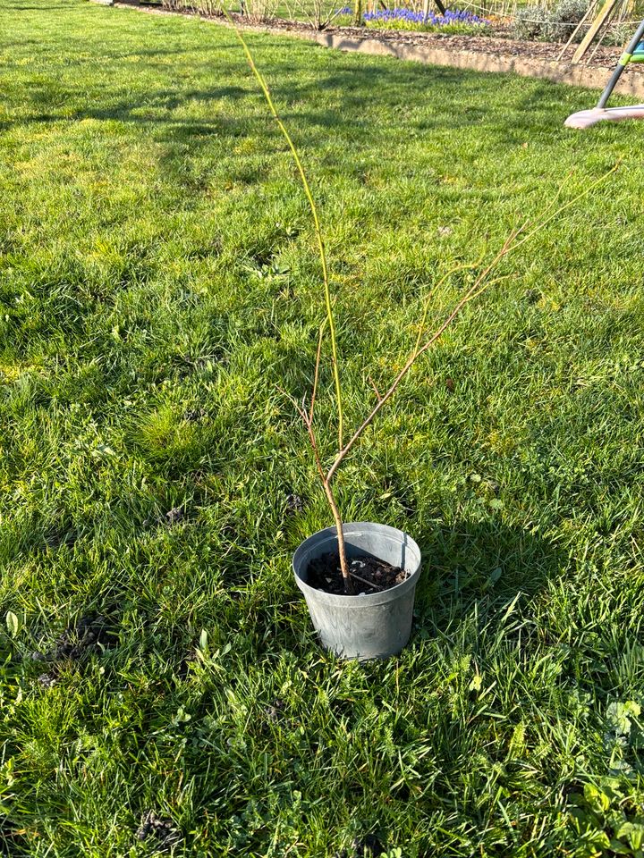Pfirsichbaum in Kandel