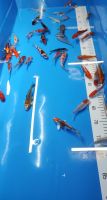 Koi 9-12cm (Teich, Japan Koi, HQ, Karpfen, Goldfisch) Niedersachsen - Fürstenau Vorschau