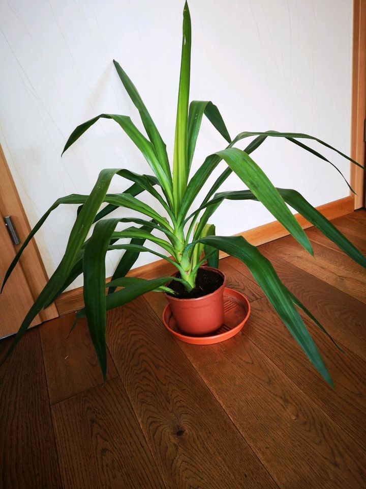 Yukka Palme junge Pflanze gesund und frisch in Kornwestheim