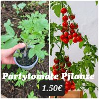 Party Tomate, Balkon pflanzen, Garten, Pflanzen Sachsen - Eppendorf Vorschau