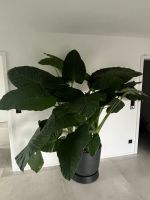 Alocasia Macrorrhiza XXXL Bayern - Regensburg Vorschau