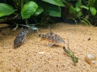 Marmorierter Panzerwels 4,50€* Corydoras paleatus Aquarium Fisch Saarland - Püttlingen Vorschau