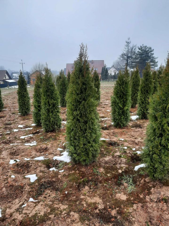 Thuja smaragd, brabant in Stuttgart