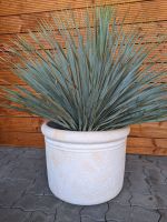 Yucca rostrata XL 100cm Rheinland-Pfalz - Lingenfeld Vorschau