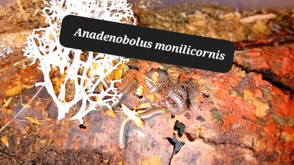 Anadenobolus monilicornis Tausendfüsser in Calbe (Saale)