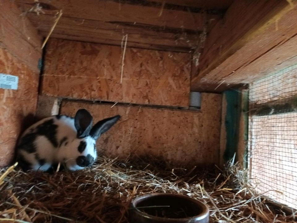 Kaninchen Häsin in Dommitzsch