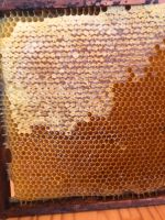 Ganz frischer Bienenhonig, Wabenhonig, Imkerhonig Baden-Württemberg - Leutkirch im Allgäu Vorschau