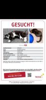 Unsere Katze FEE wird immer noch vermisst!!! Münster (Westfalen) - Gelmer Vorschau